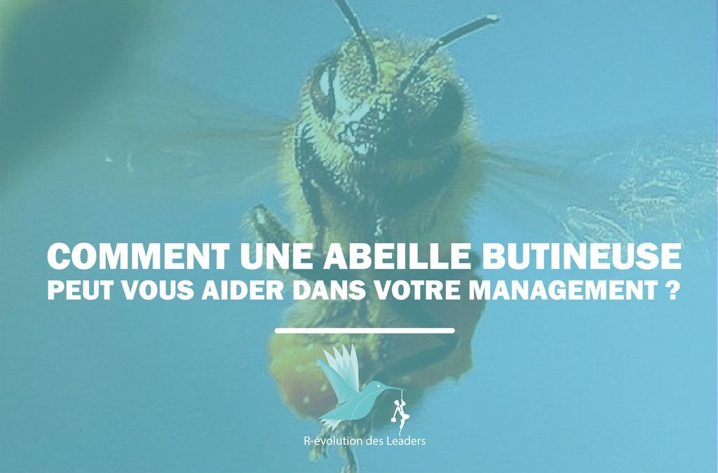 Comment une abeille butineuse peut vous aider dans votre management